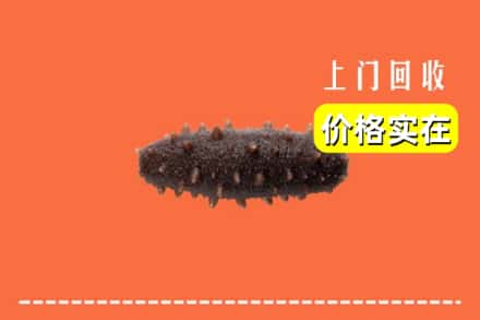 东宝区回收海参